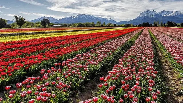 El colorido Campo de Tulipanes.
