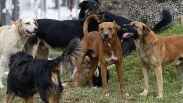 Perros rodean a hombre muerto en Gualeguaychú