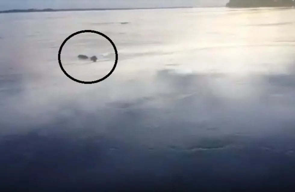 Un Puma nadando en el Río Paraná sobre la costa de la localidad de Itatí