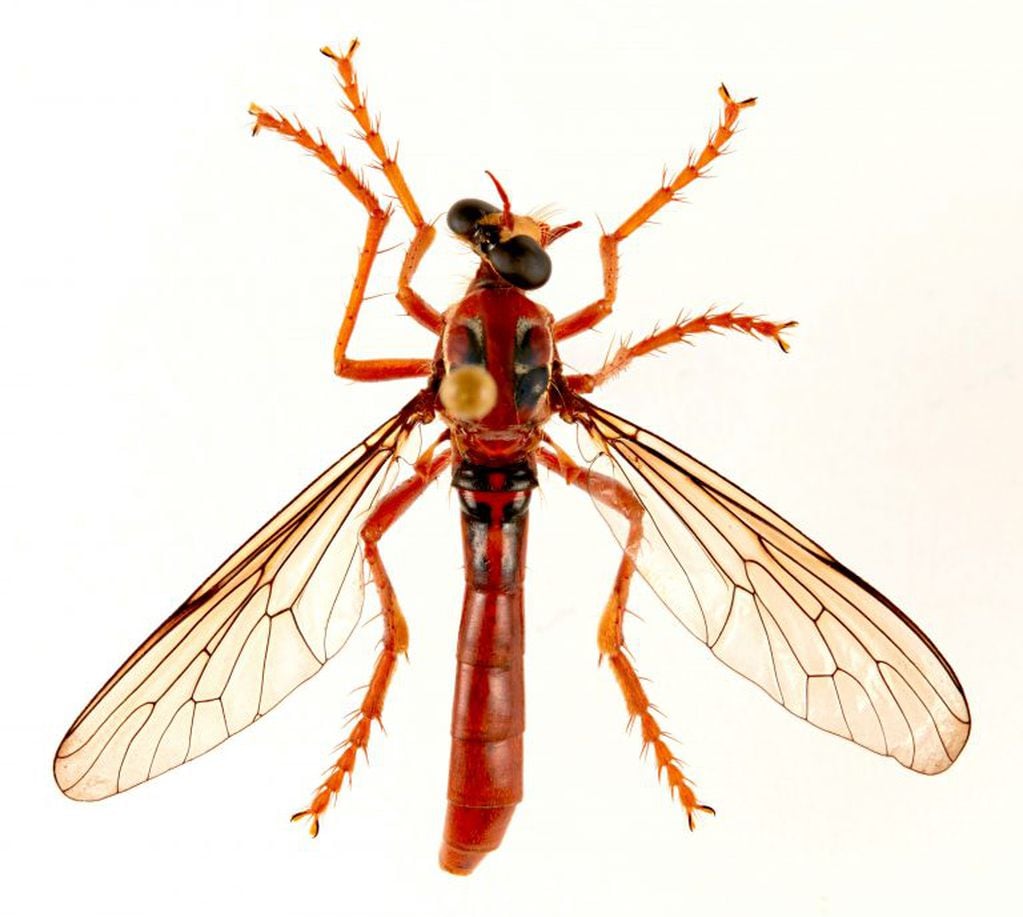 La mosca Deadpool fly (CSIRO)
