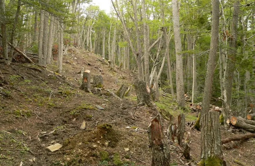 Un tribunal confirmó la primera condena en el país por tala ilegal de árboles.