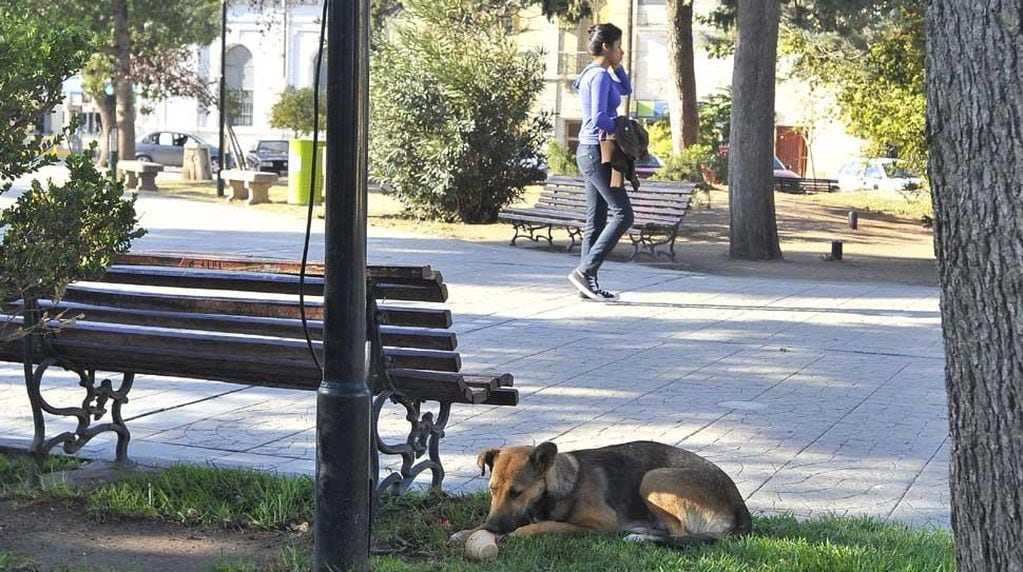 Sobreviviente. En la plaza de Deán Funes, un perro con escasa compañía. En los últimos cinco meses murieron por envenenamiento unos 400 canes en esta ciudad. En la última semana fueron más de 200.