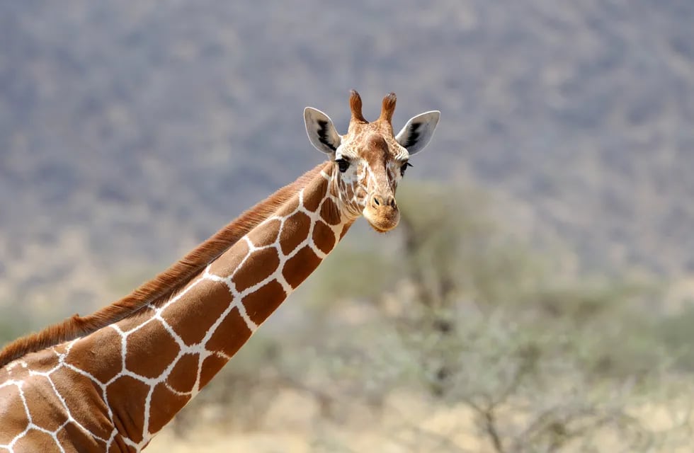 Una mujer causó indignación por cazar una jirafa de 17 años y posar con su corazón