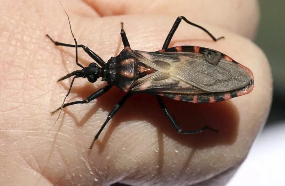 La vinchuca es la principal transmisora del Chagas.