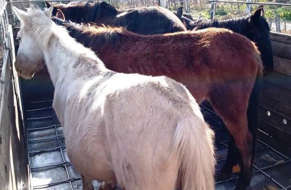 Los animales rescatados de la "finca del horror 3" en marzo de este año en San Rafael fueron trasladados a Maipú.