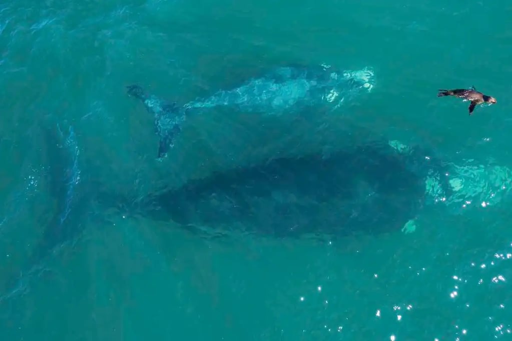 Las ballenas y el lobo marino que causaron furor