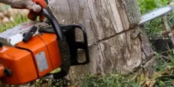 San Pedro: motosierrista falleció aplastado por un árbol