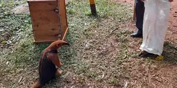 Un tamanduá y un coatí fueron rescatados en Eldorado