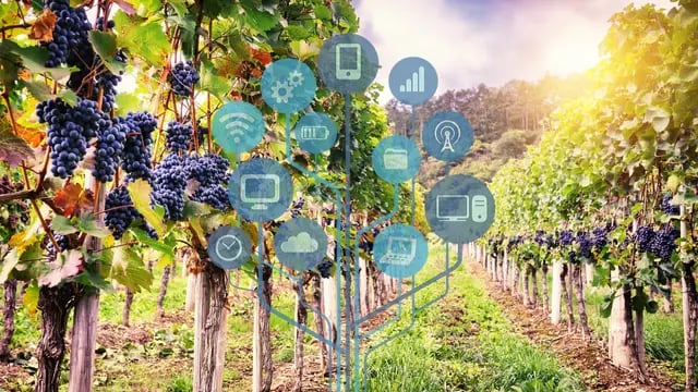 Software de gestión integral para la industria vitivinícola.