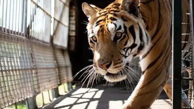 Los "Tigres del tren" de San Luis serán trasladados a un santuario en Sudáfrica.