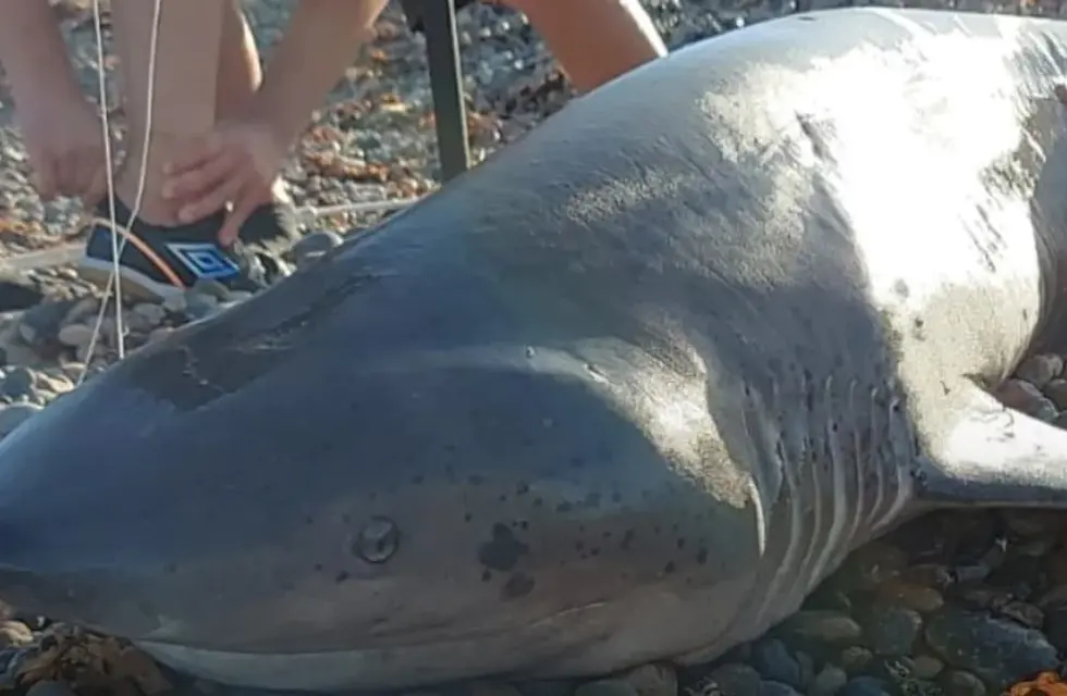 Un hombre en Santa Cruz cazó un tiburón de 2.40 metros.