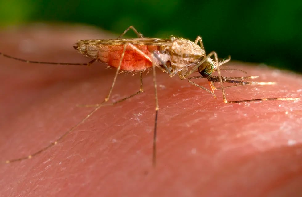 El truco definitivo para espantar a los mosquitos sin repelentes tóxicos