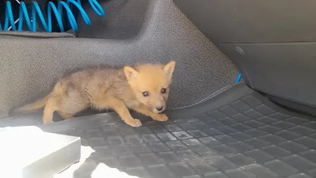 Rescataron un cachorro de zorro