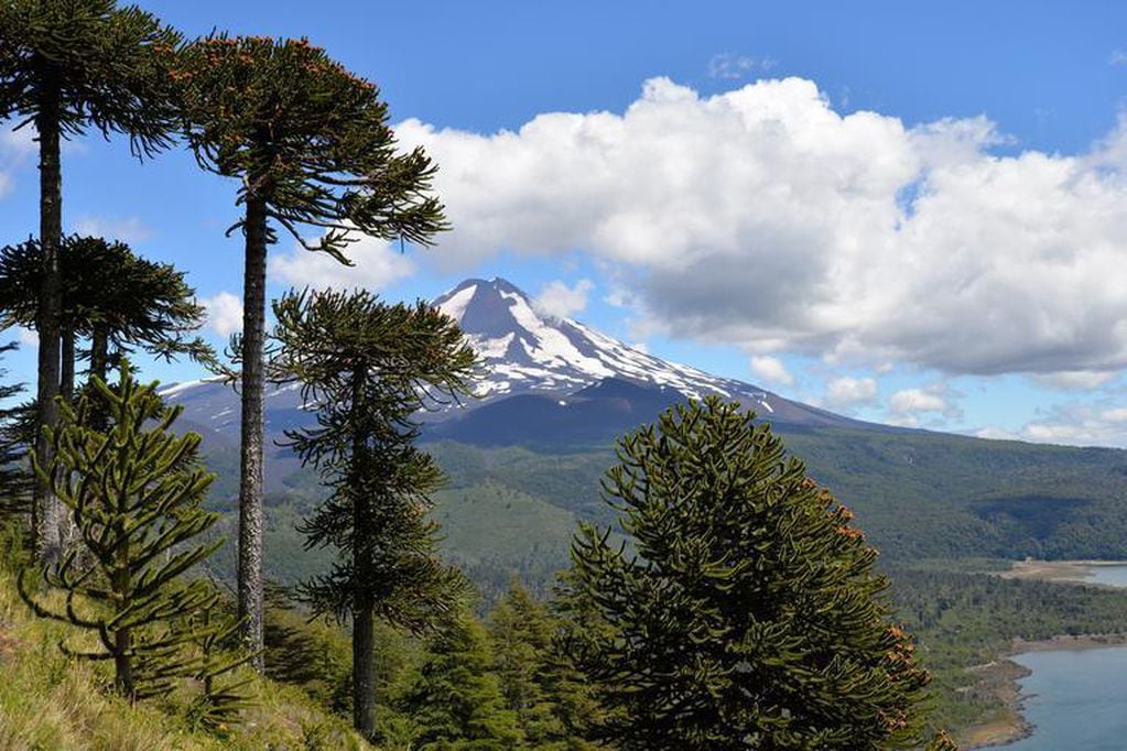 El Parque Nacional Lanín custodia la protección de tres especies de árboles que no se preservan en ninguna otra área protegida del país, entre ellos está el Pehuén.