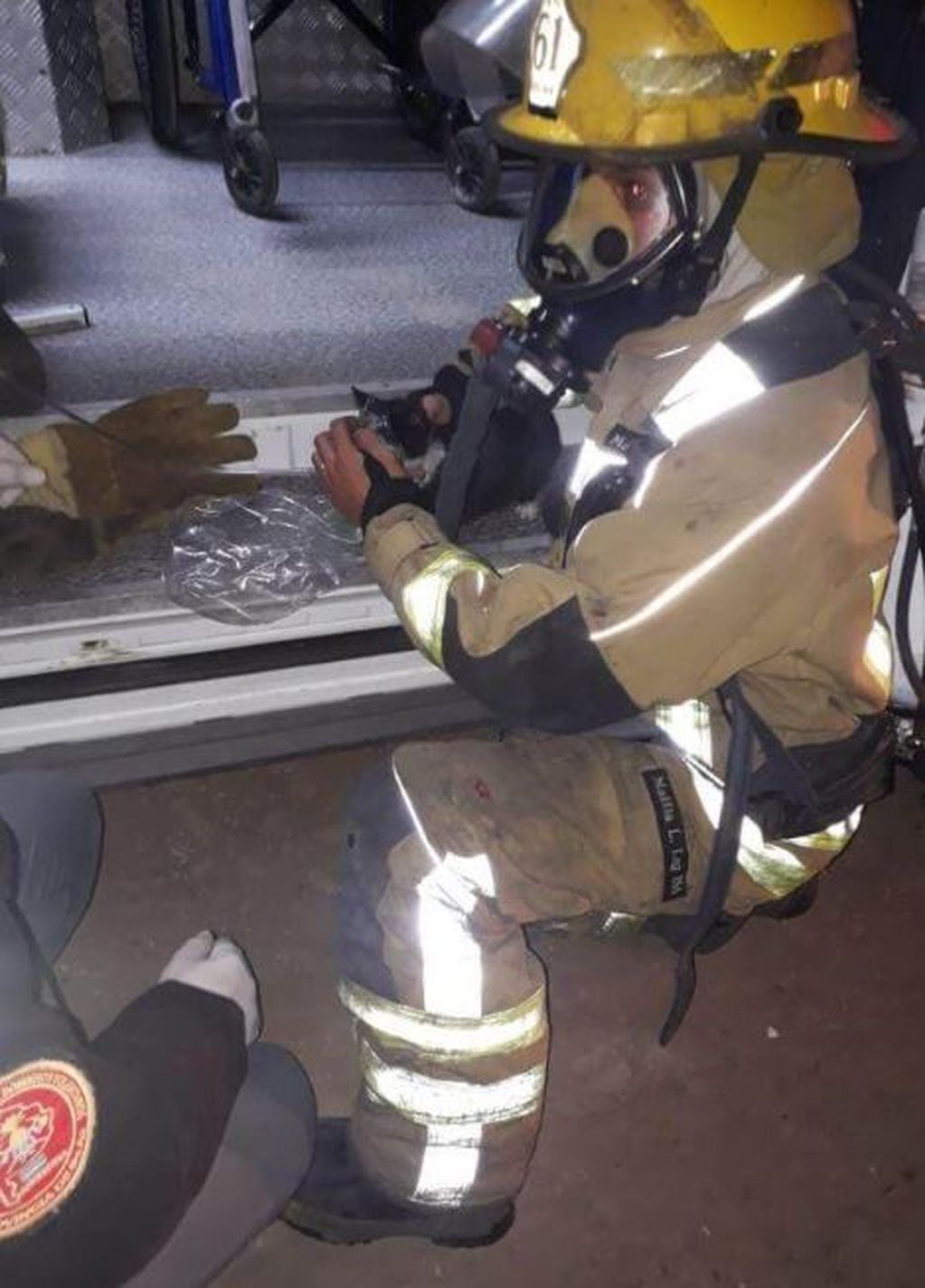 Un bombero rescató a un gato de un incendio, le dio oxígeno y lo reanimó. (TN y La Gente)