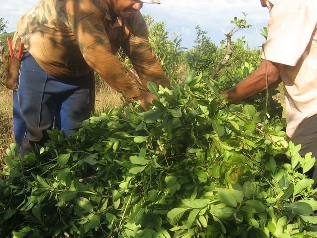 Trabajo de tareferos que cosechan yerba mate y arman un raído que pesa unos 100 kilos y que los obreros rurales llevan sobre sus hombros.  (MisionesOnline)