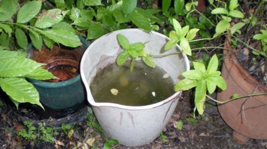 Es importante eliminar todo reservorio de agua donde pueda reproducirse el mosquito