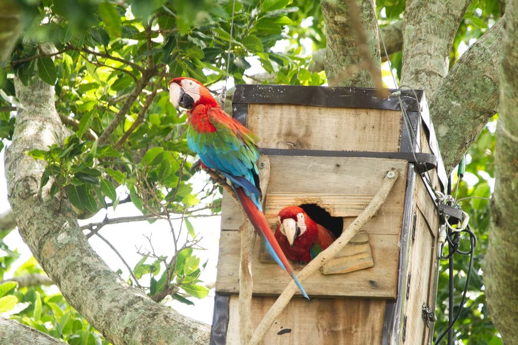 Los guacamayos rojos en sus "cajas nido".