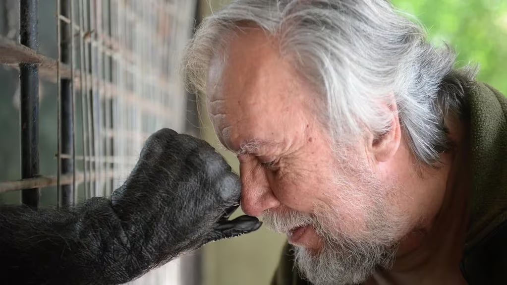 La increíble relación del chimpancé con su cuidador