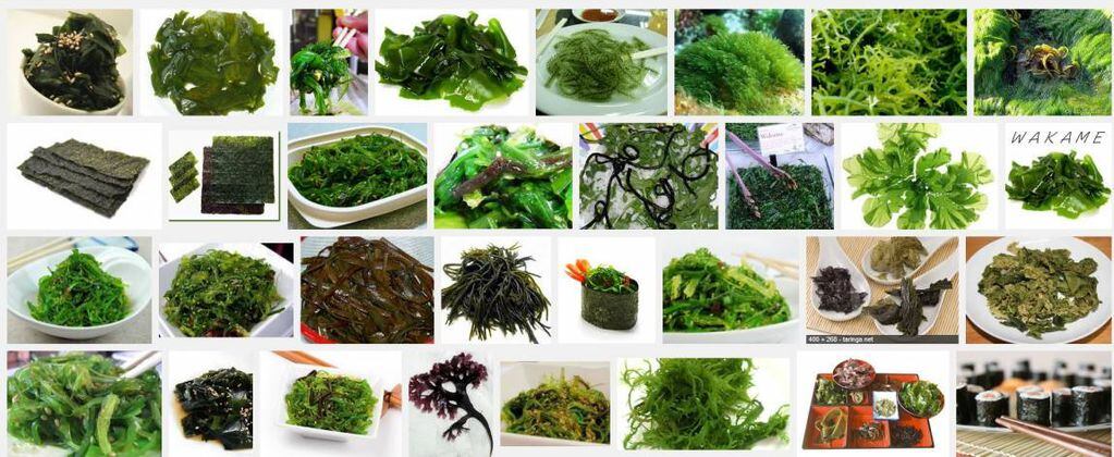 Conocé los beneficios de las algas comestibles