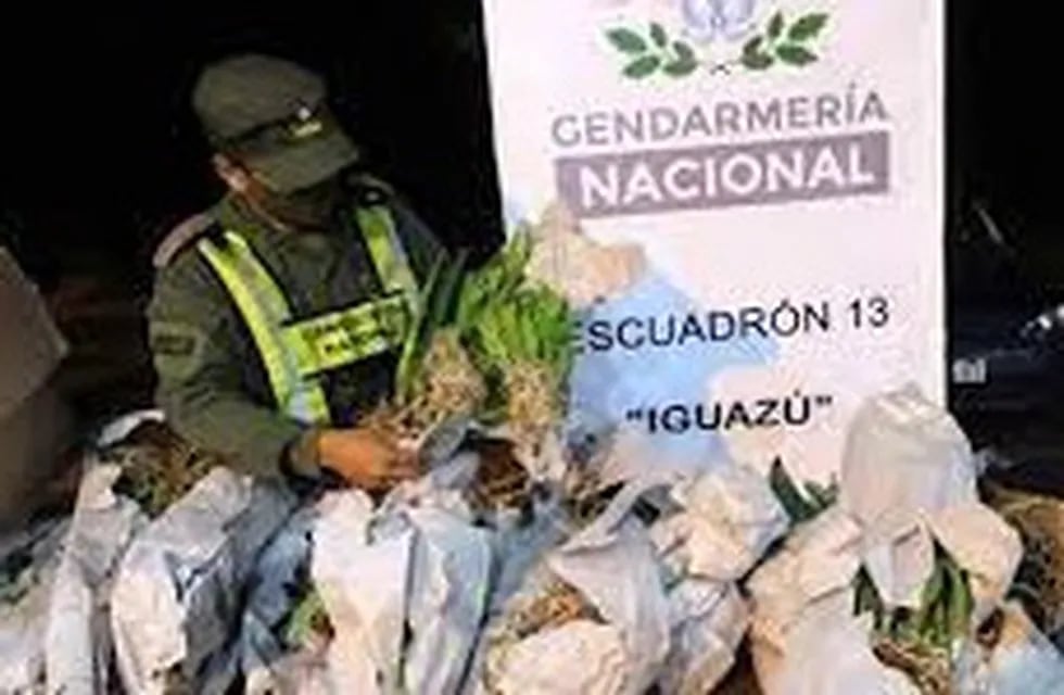 Puerto Iguazú: Gendarmería Nacional recuperó 86 orquídeas exóticas sin aval correspondiente