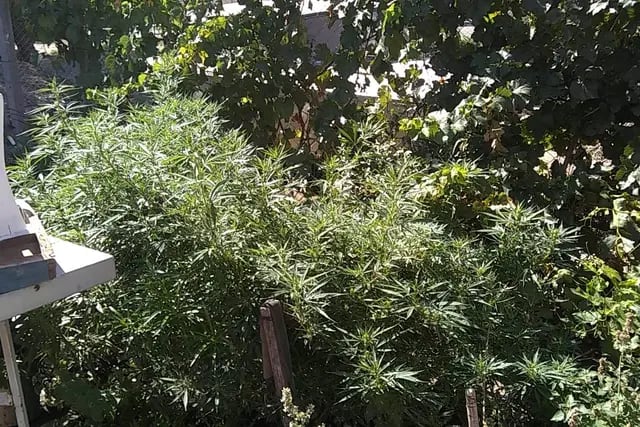 Plantas de marihuana secuestradas en Alvear y San Rafael