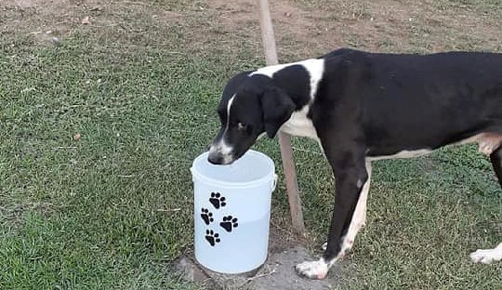 Agua para perros callejeros - Villa Fontana