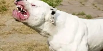 Perro Dogo Argentino.