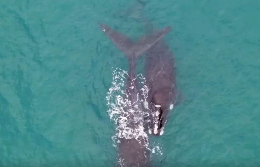 Una ballena junto a sus crías