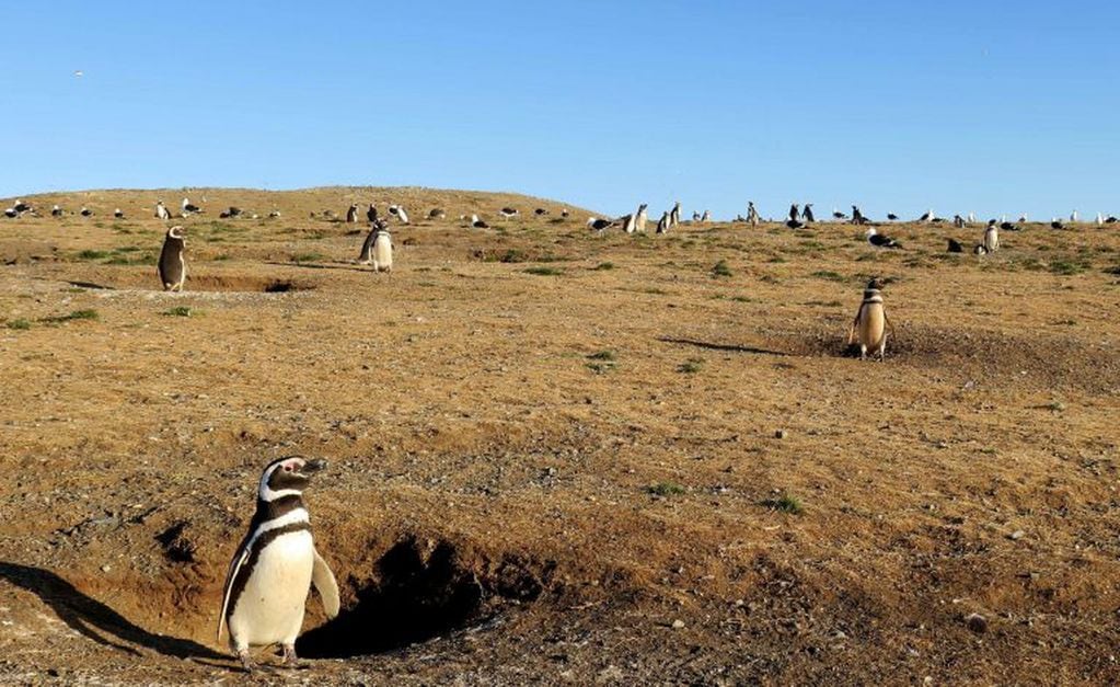 Patagonia chilena: el cambio climático ha llegado para quedarse: los pingüinos van en descenso y los glaciares retroceden (EFE).