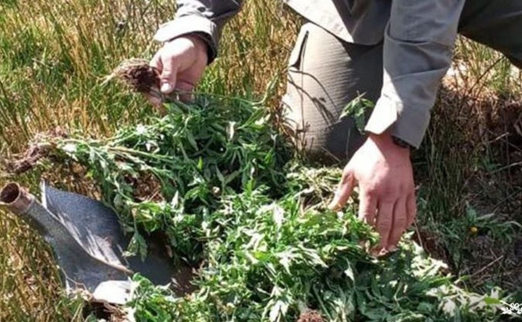 Los plantines de marihuana que estaban siendo plantados fueron decomisados y destruidos por el personal de Gendarmería. Gentileza Gendarmería