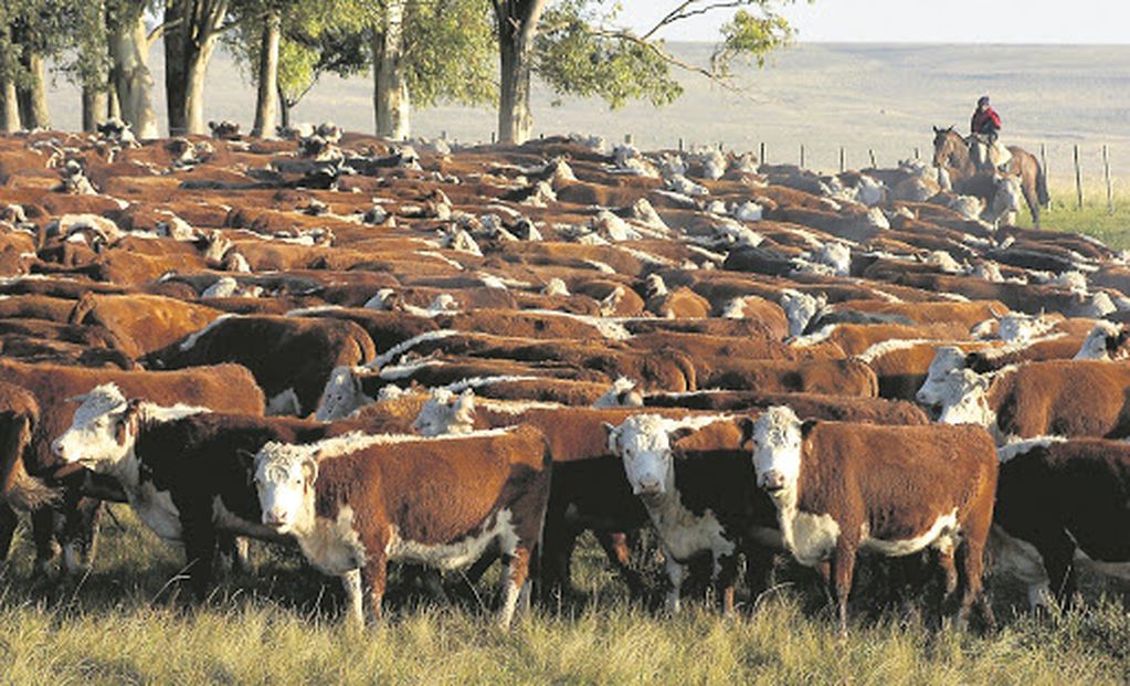 Ganado vacuno, ganado Hereford,  vacas , campo, en Durazno, nd 20070531, foto Ariel Colmegna, Archivo El Pais