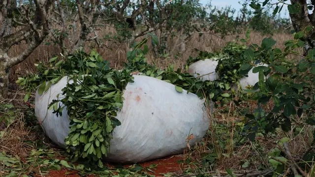 Intentaron robar casi 2 mil kilos de yerba mate en Jardín América