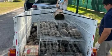 Trasladan a 178 tortugas que fueron secuestradas en una causa por infracción a la ley de fauna y maltrato animal