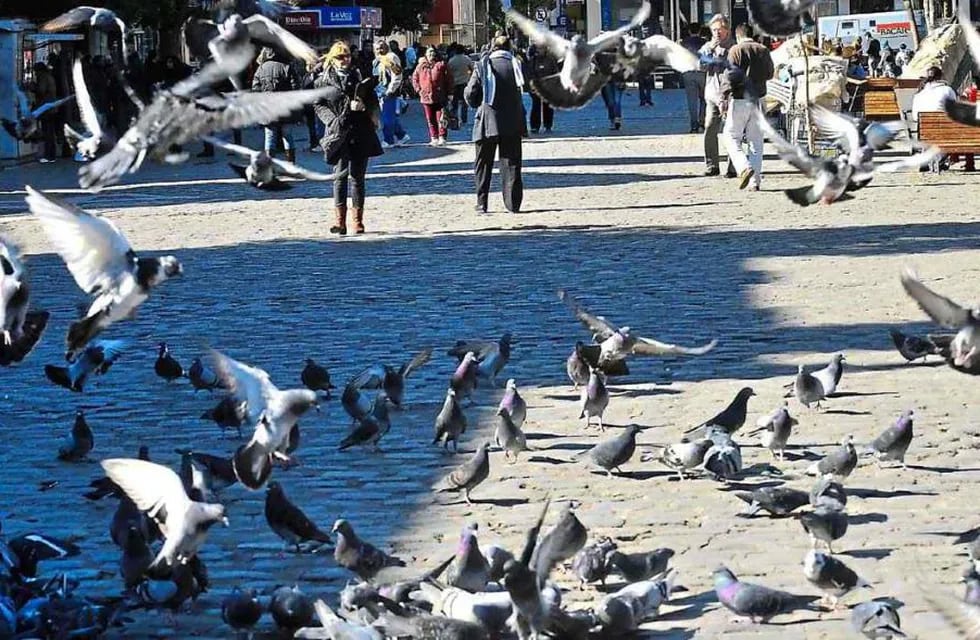 Invasión de palomas en Córdoba. (Raimundo Viñuelas / Archivo)