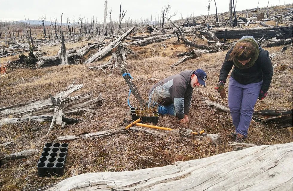 Iniciaron la restauración de bosques afectados por incendios forestales