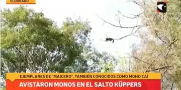 Avistaje de monos caí o capuchinos en el Parque Natural Municipal Salto Küppers