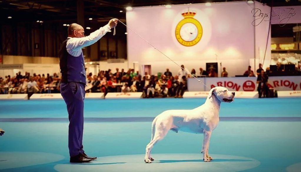 Dogo Argentino puntano ganador de un certamen en España