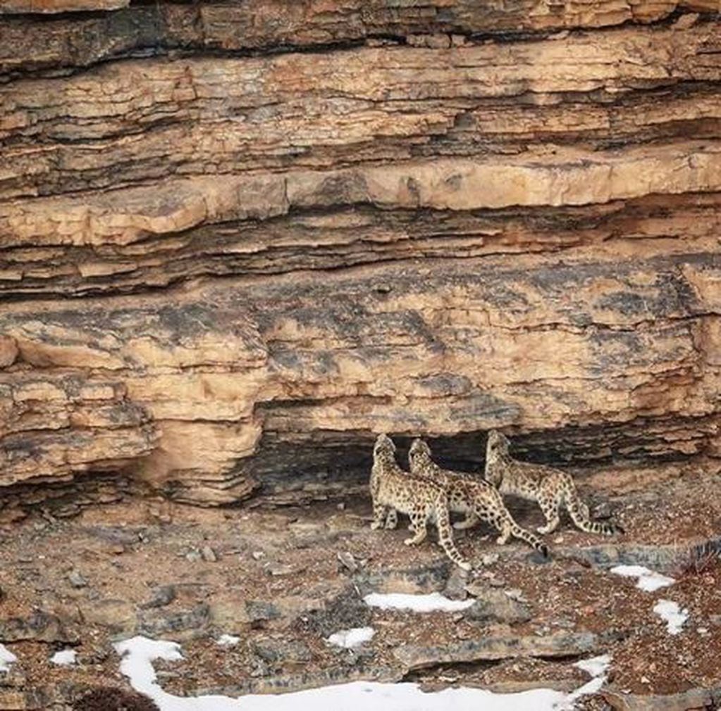 Tres cachorros de leopardo de las nieves miran a su madre y la imitan (Foto:  Saurabh Desai)