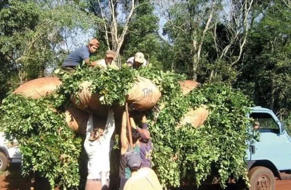 Tareferos cargan sobre un camión la yerba mate recién cosechada en una chacra de Misiones. (MisionesOnline)