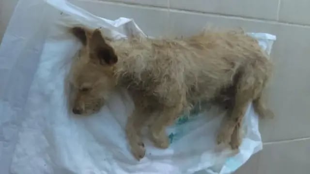 Encontraron a un perro abandonado en medio de la Ruta 5 en un grave estado de salud