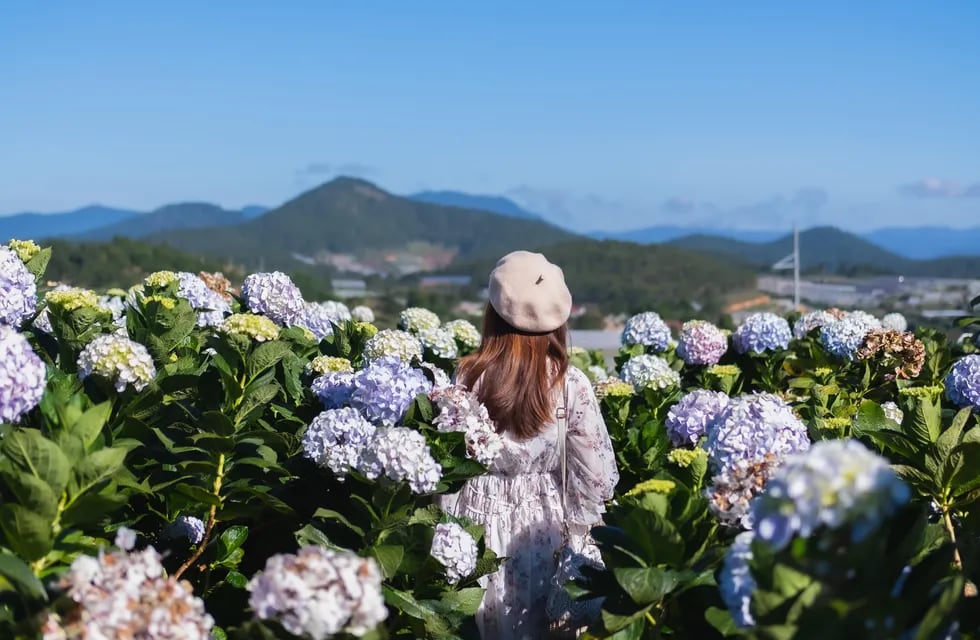 Young woman traveler enjoying with blooming hydrangeas in Dalat, Vietnam, Travel lifestyle concept