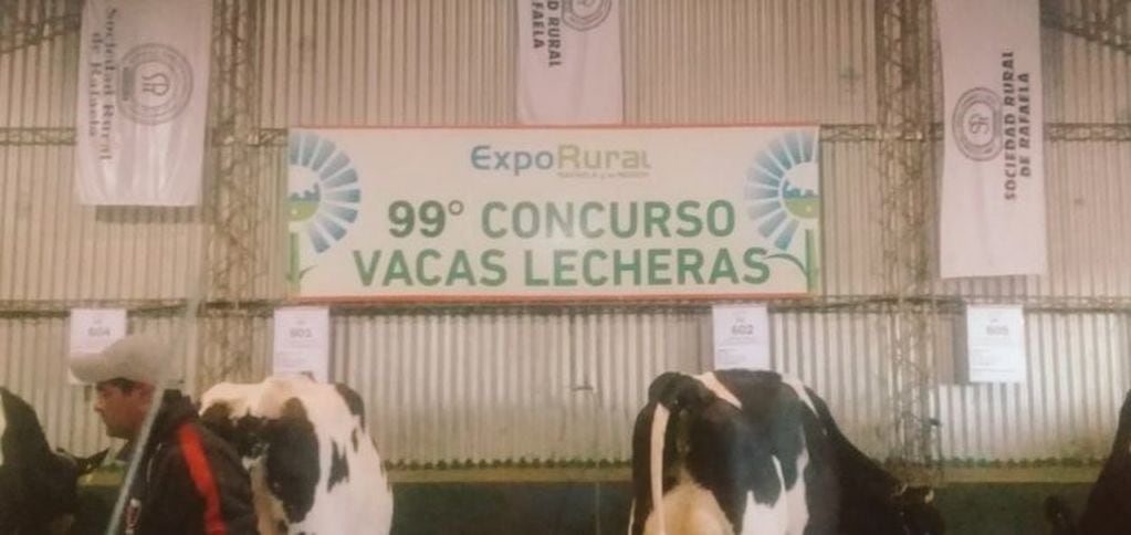 Concurso de vacas lecheras en la Sociedad Rural de Rafaela: en 2020 cumpliría su edición número 100.