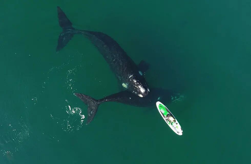 Una pareja quedó rodeada por unas ballenas en Puerto Madryn mientras hacía kayak.