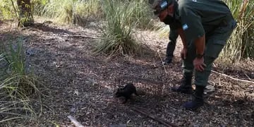 Liberan a un Gato Montés en la Reserva Natural de Claromecó