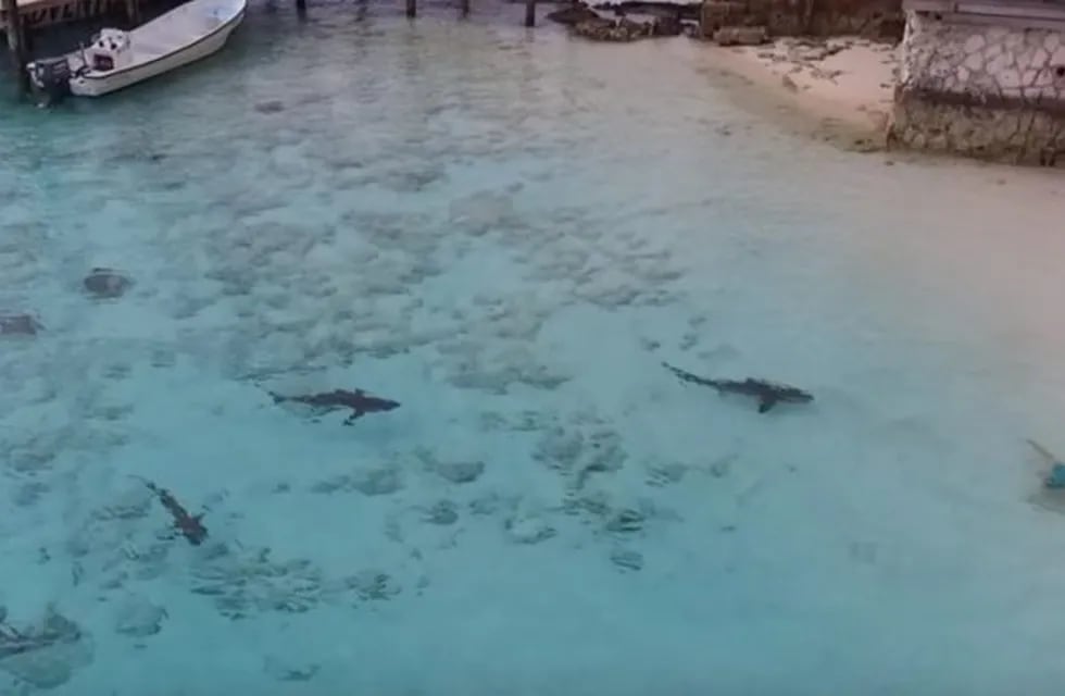 Cuatro tiburones acecharon a un nene en las Bahamas. (Captura de pantalla)