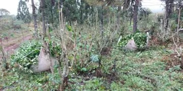 Productores de yerba de Comandante Andresito denuncian robos en sus plantaciones