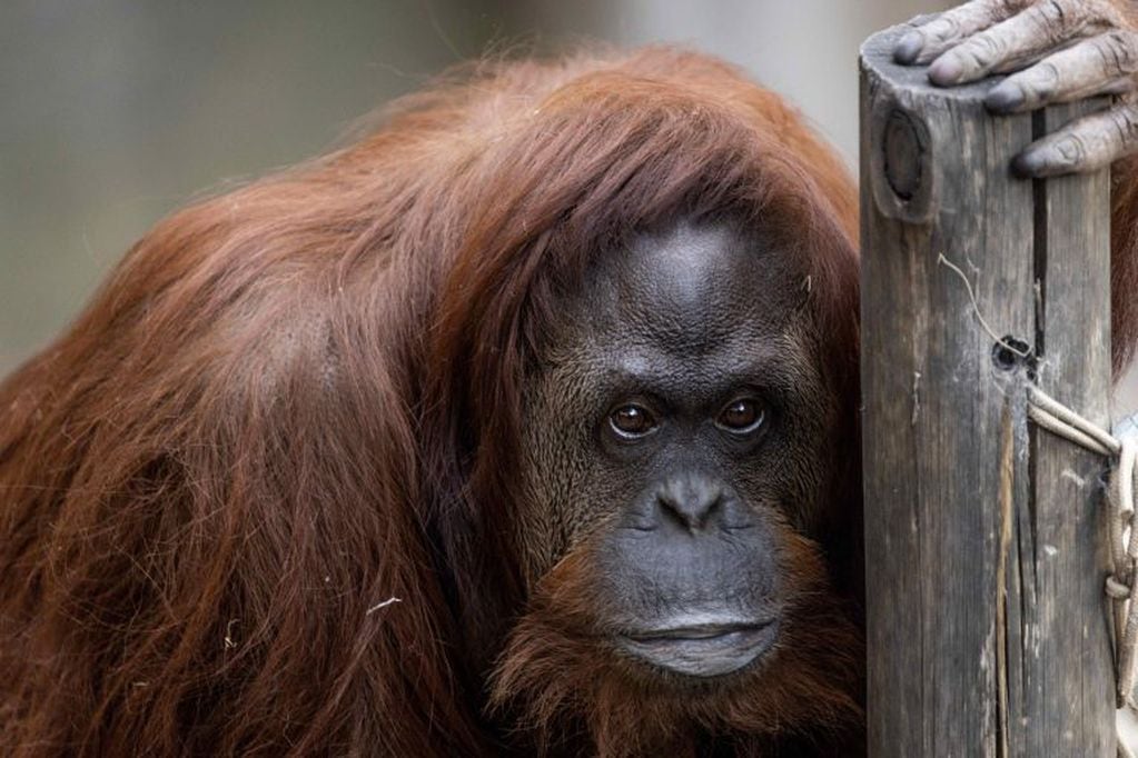 La orangutana Sandra. (Foto: EFE/ Ministerio De Ambiente Y Espacio Público)