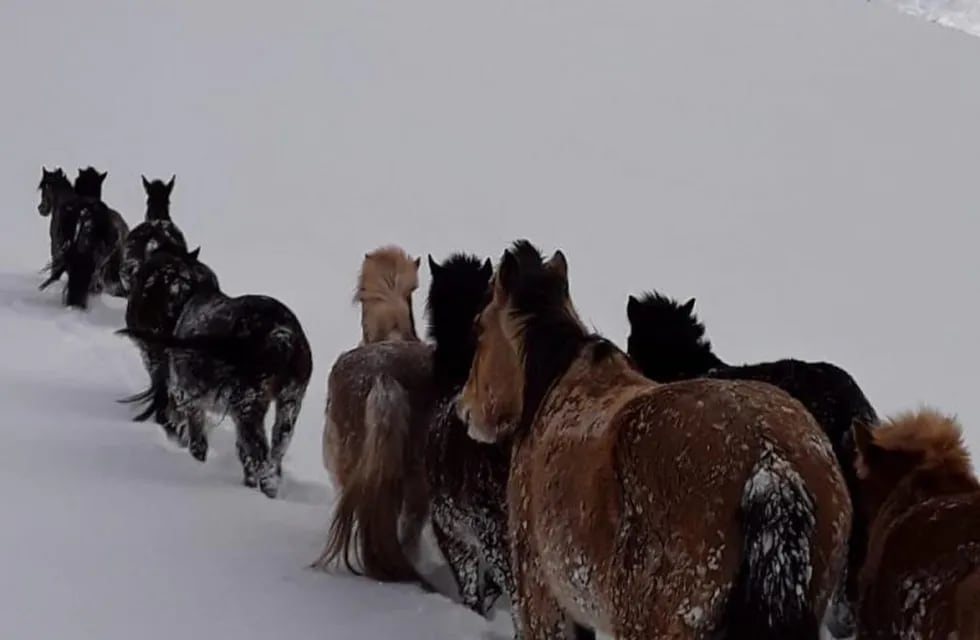 Rescate de animales en la nieve en Malargüe