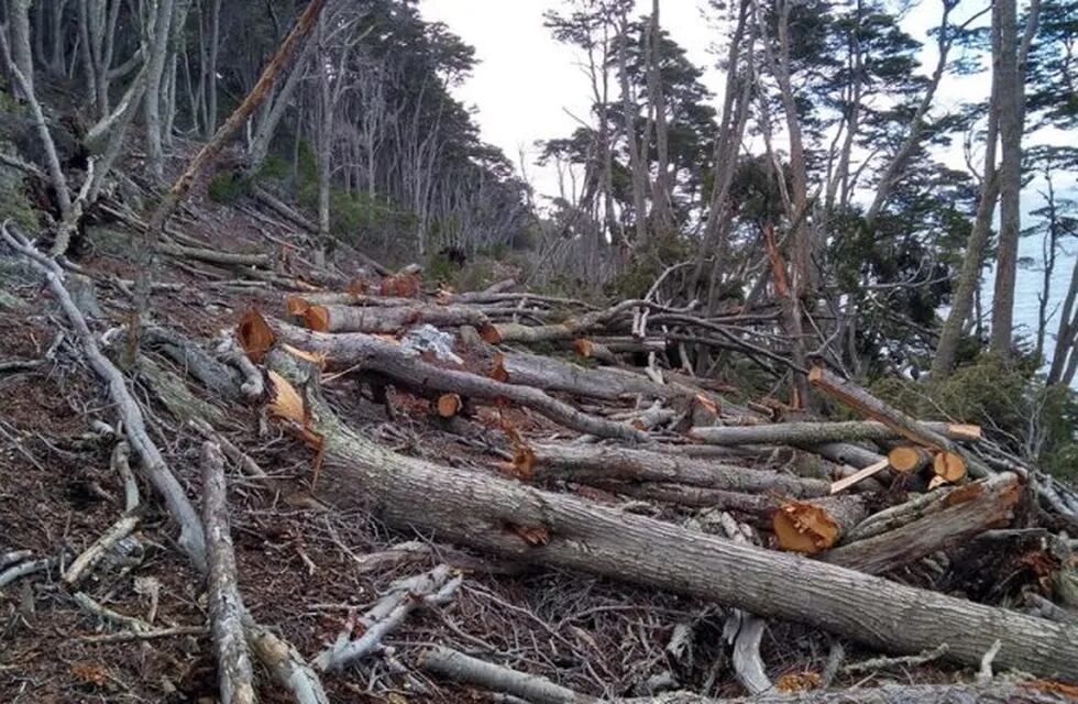 Desmonte ilegal de bosques en Tierra del Fuego - Corredor Beagle. Fotos: Manekenk